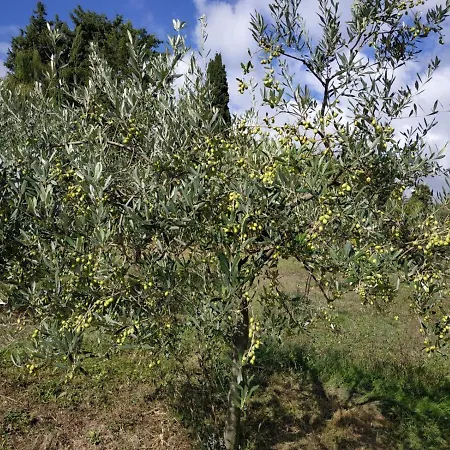 Bed & Breakfast Cuore Toscano