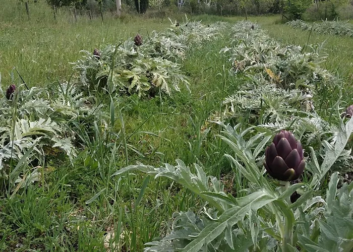 ベッド・アンド・ブレックファスト Cuore Toscano *