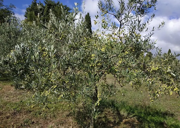 ベッド・アンド・ブレックファスト Cuore Toscano